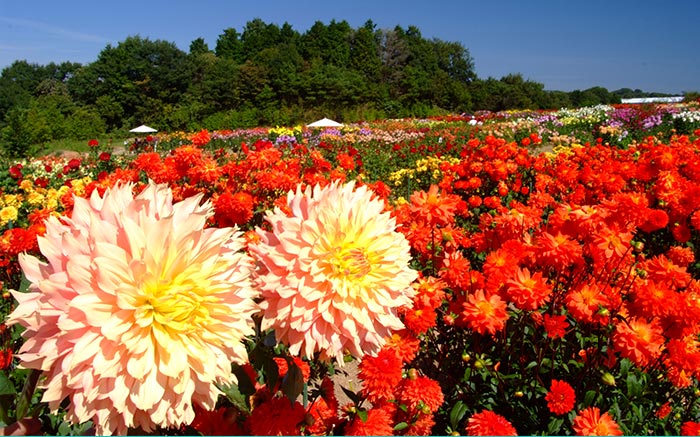 秋のダリア祭 Spring Japan