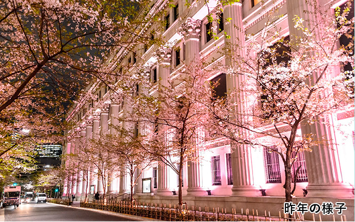 日本橋 桜フェスティバル