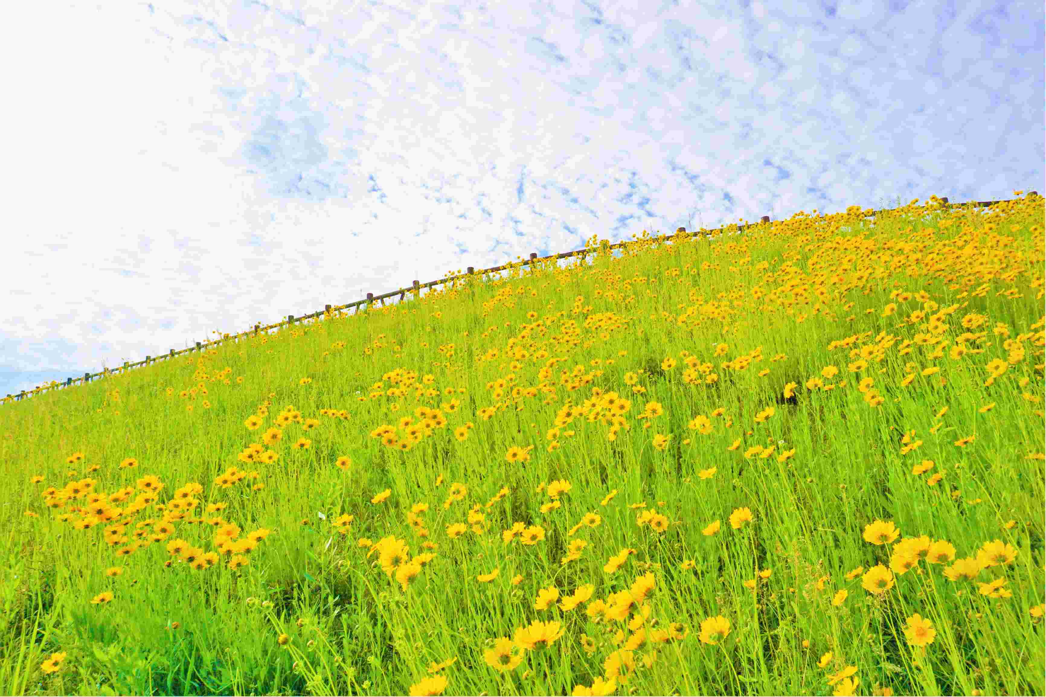 空に繋がる黄色い笑顔